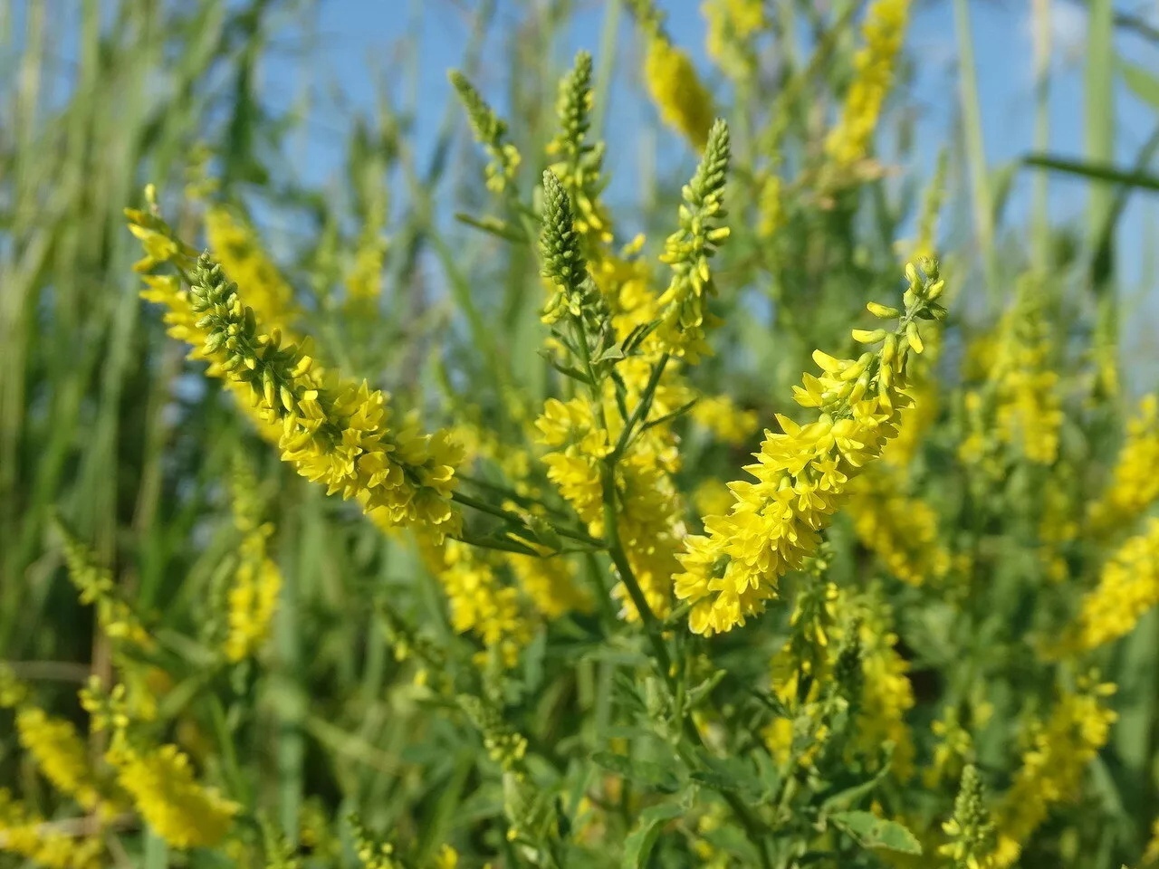 Фото донника. Донник лекарственный. Донник - Melilotus. Донник лекарственный (Melilotus officinalis). Донник буркун.